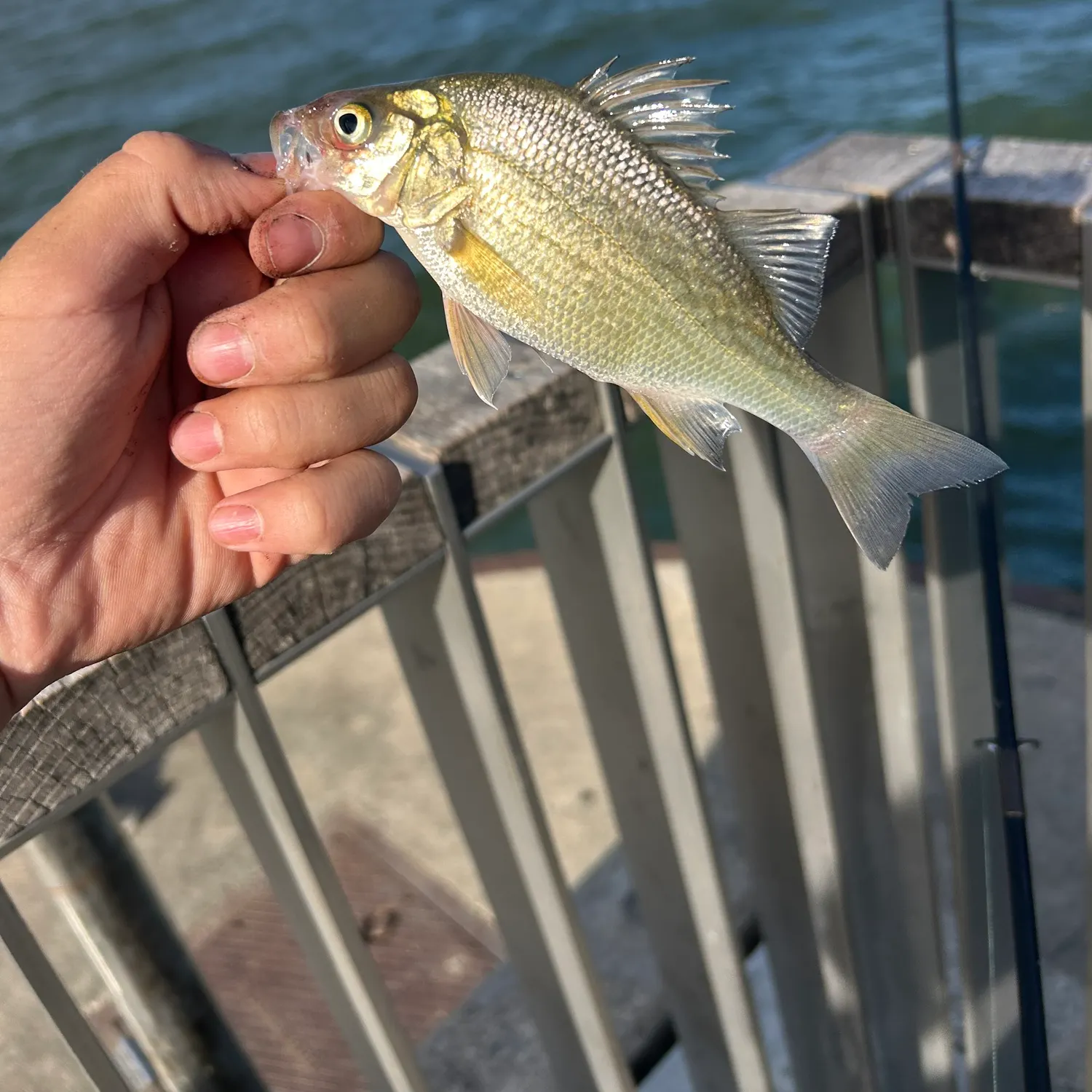 White perch caught on Fishbrain
