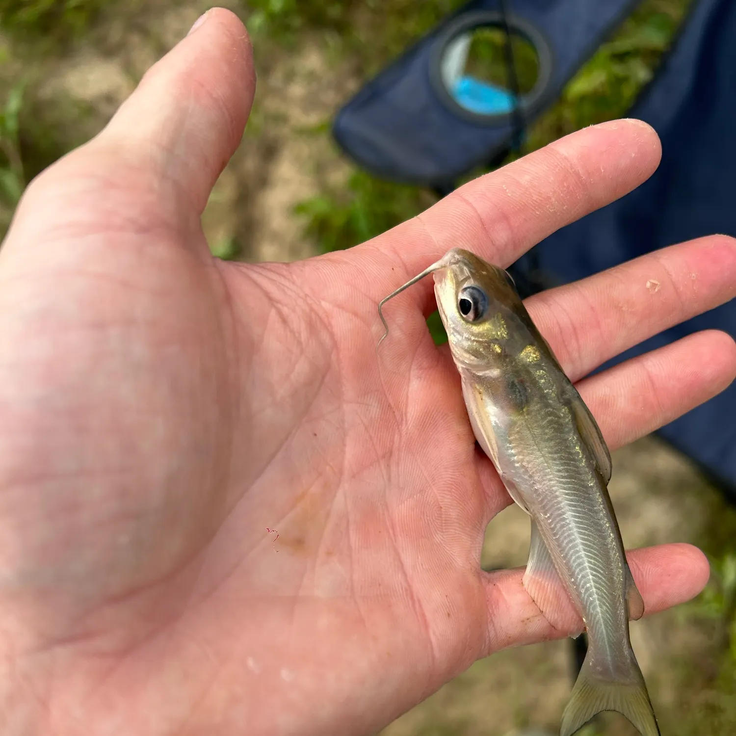 The most recent Channel catfish catches on Fishbrain