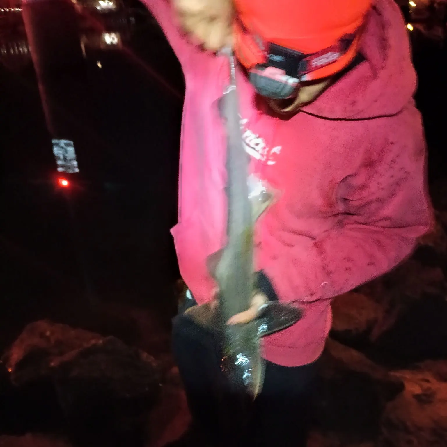 The most recent Grey smooth-hound catches on Fishbrain