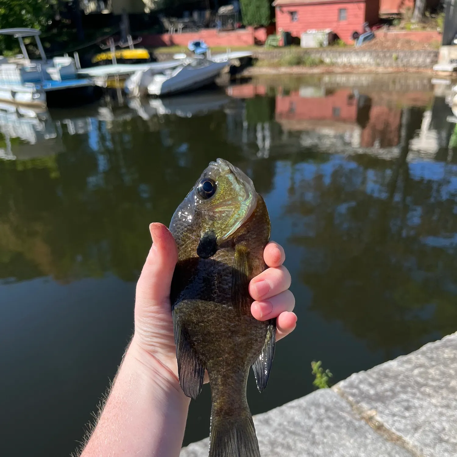 Bluegill caught on Fishbrain