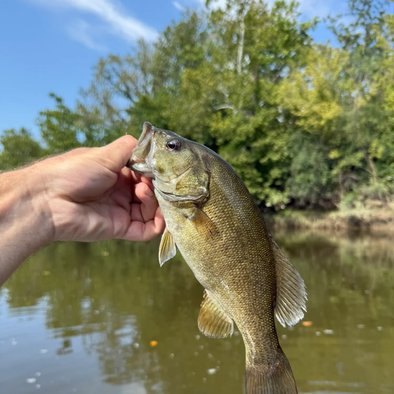Smallmouth bass caught on Fishbrain