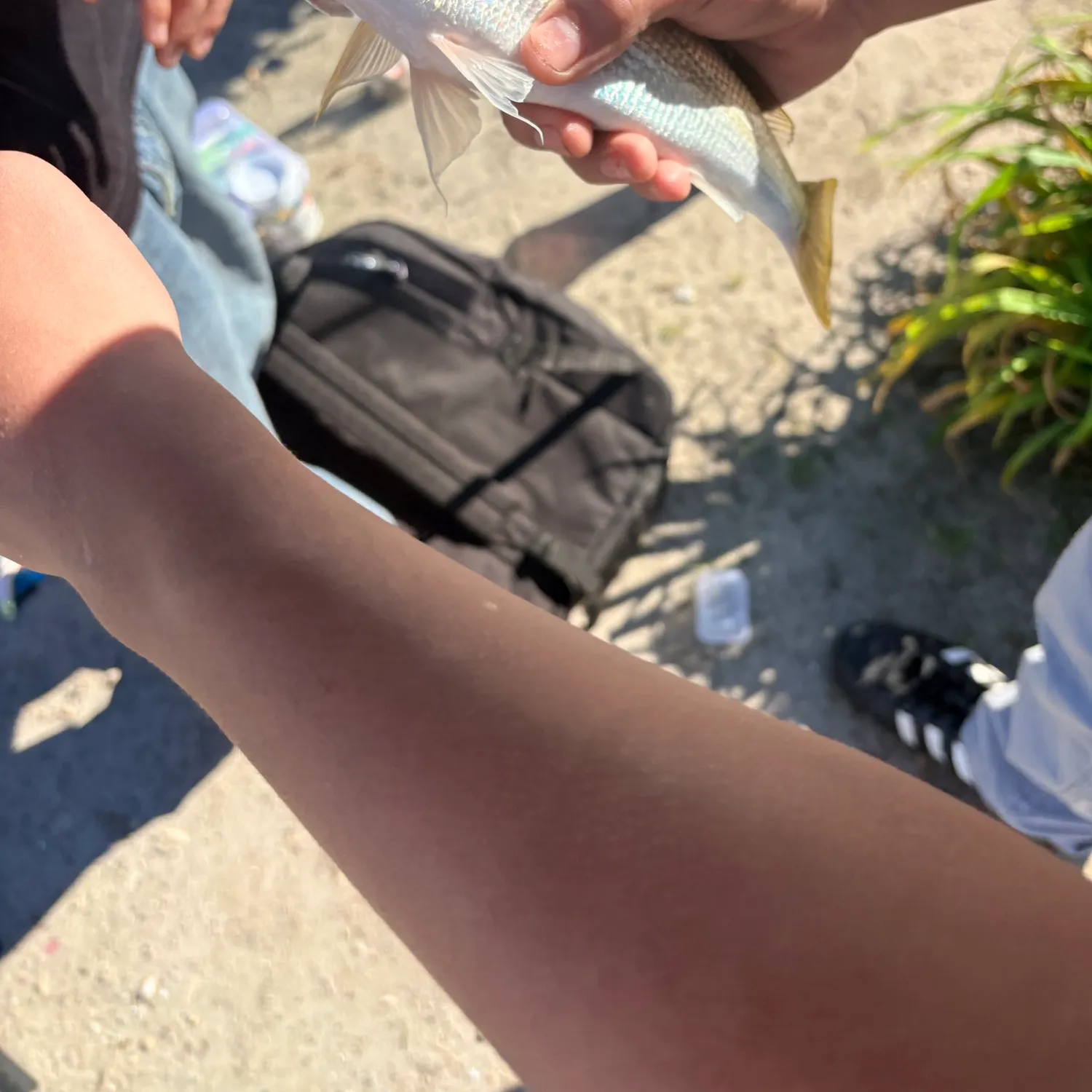 The most recent Yellowfin croaker catches on Fishbrain