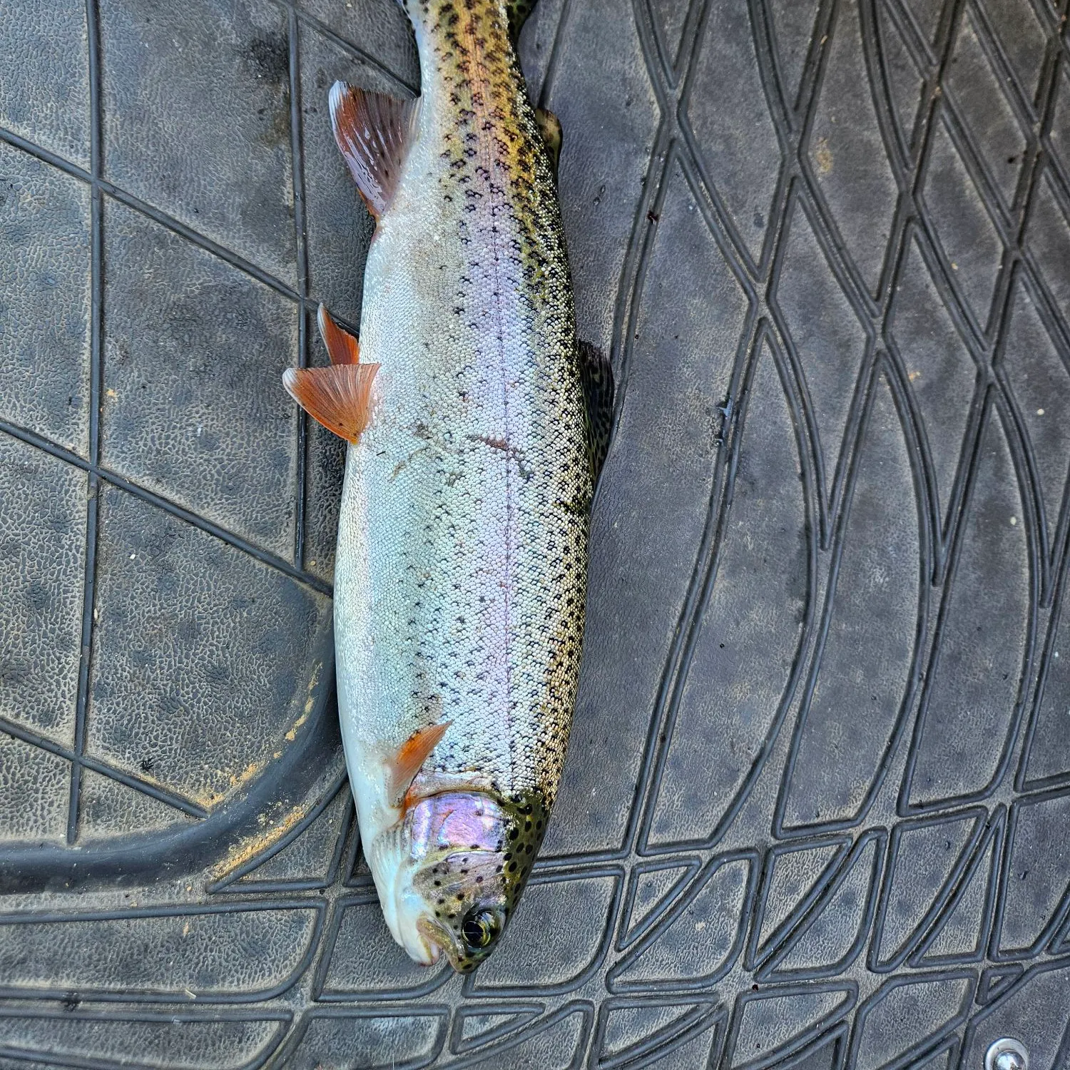 Rainbow trout caught on Fishbrain