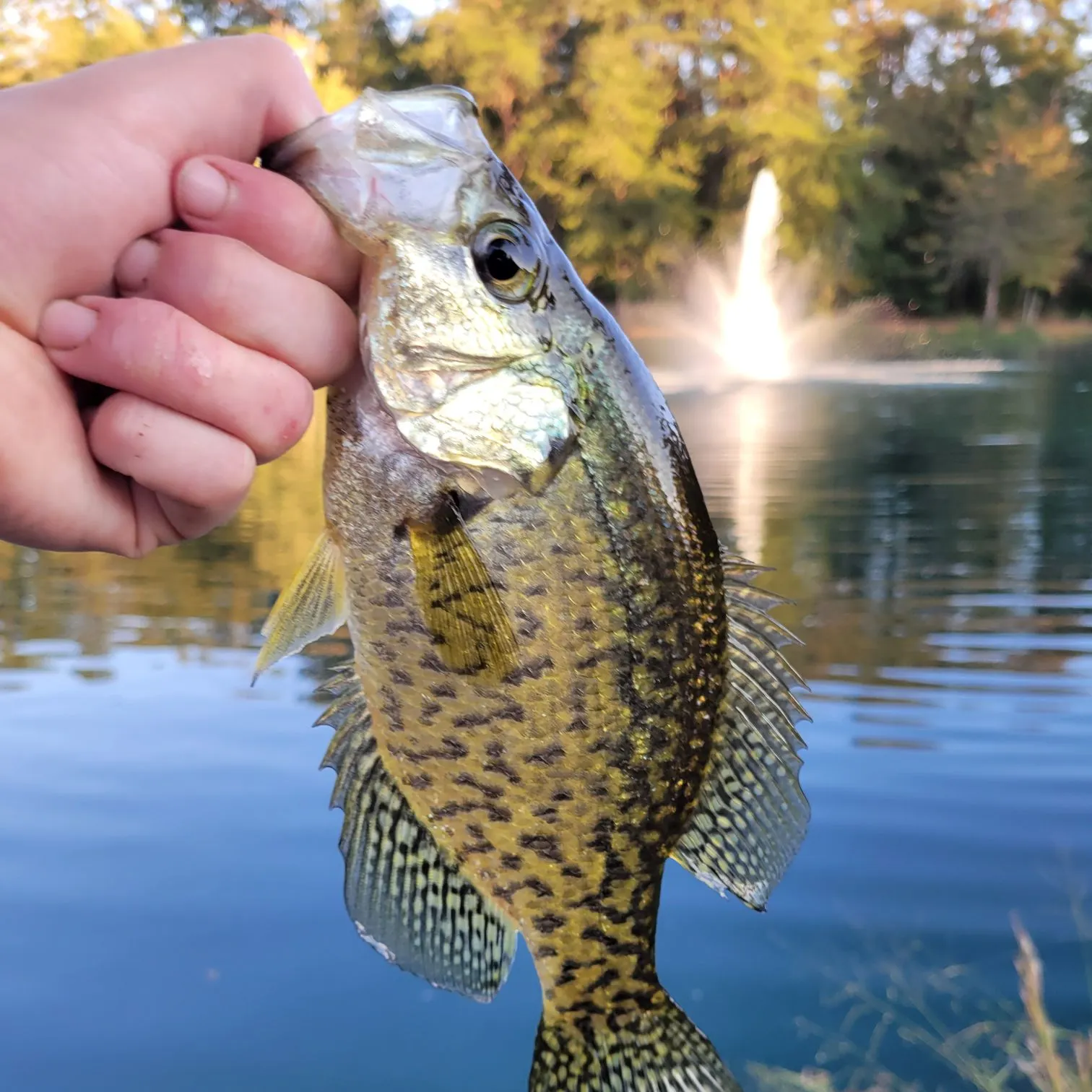 Black crappie caught on Fishbrain