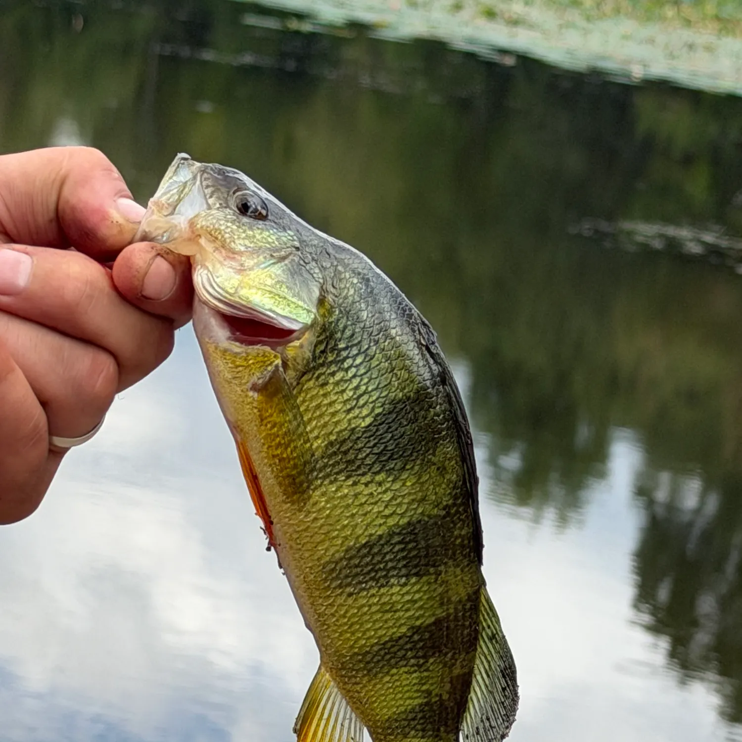 Yellow perch caught on Fishbrain