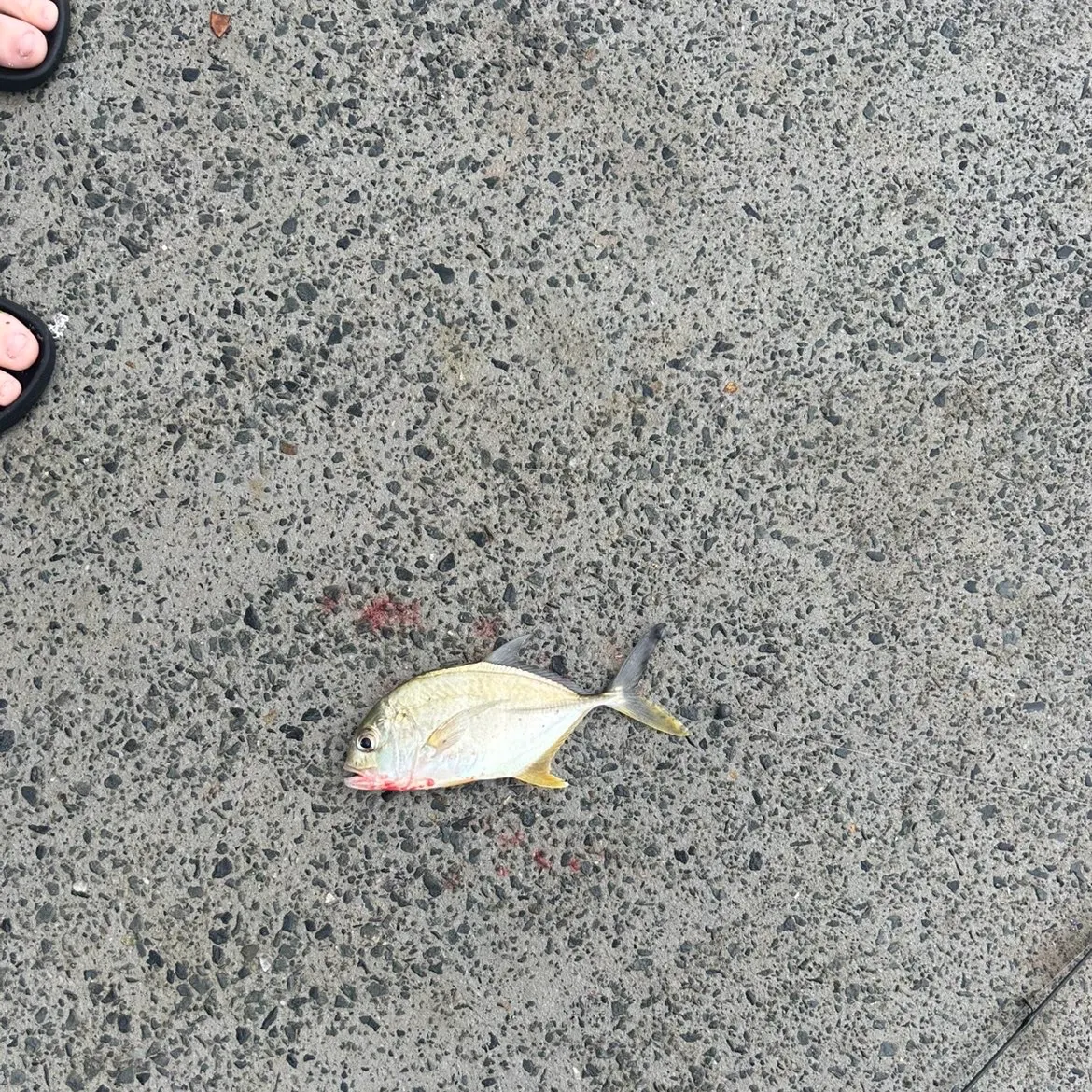 The most recent Giant trevally catches on Fishbrain