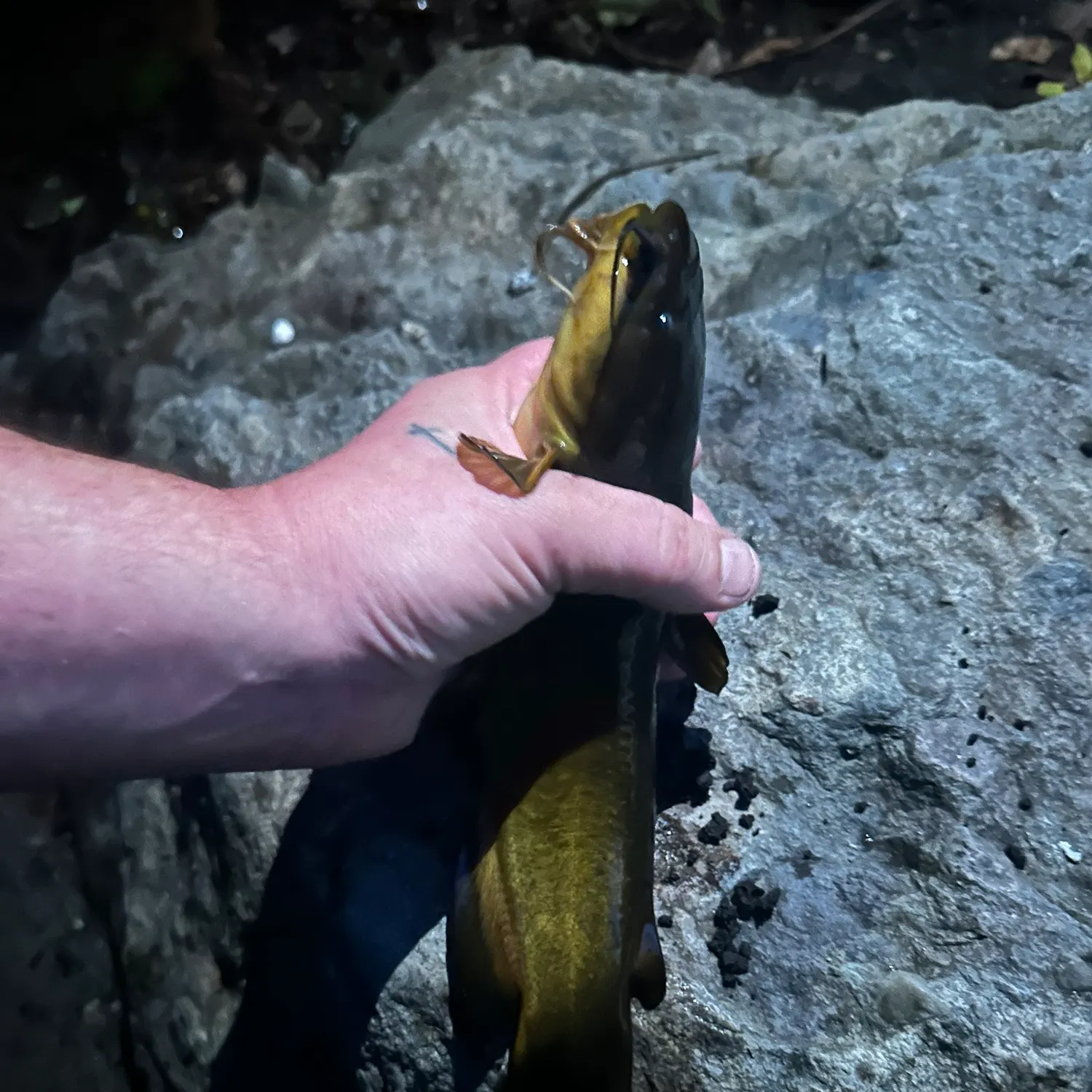 Yellow bullhead caught on Fishbrain