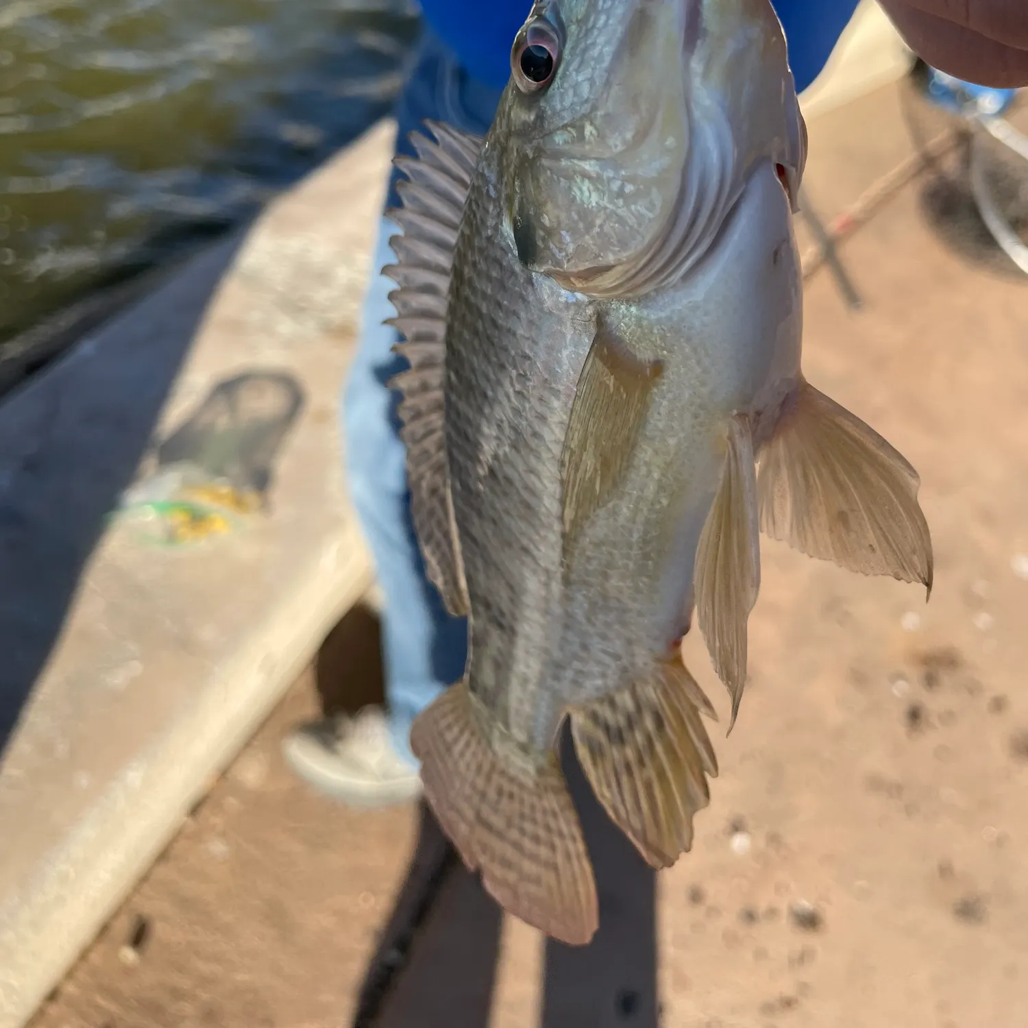 The most recent Sockeye salmon catches on Fishbrain