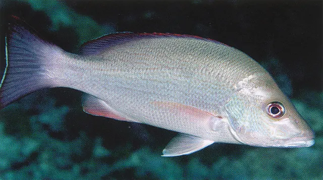 Yellowstreaked snapper