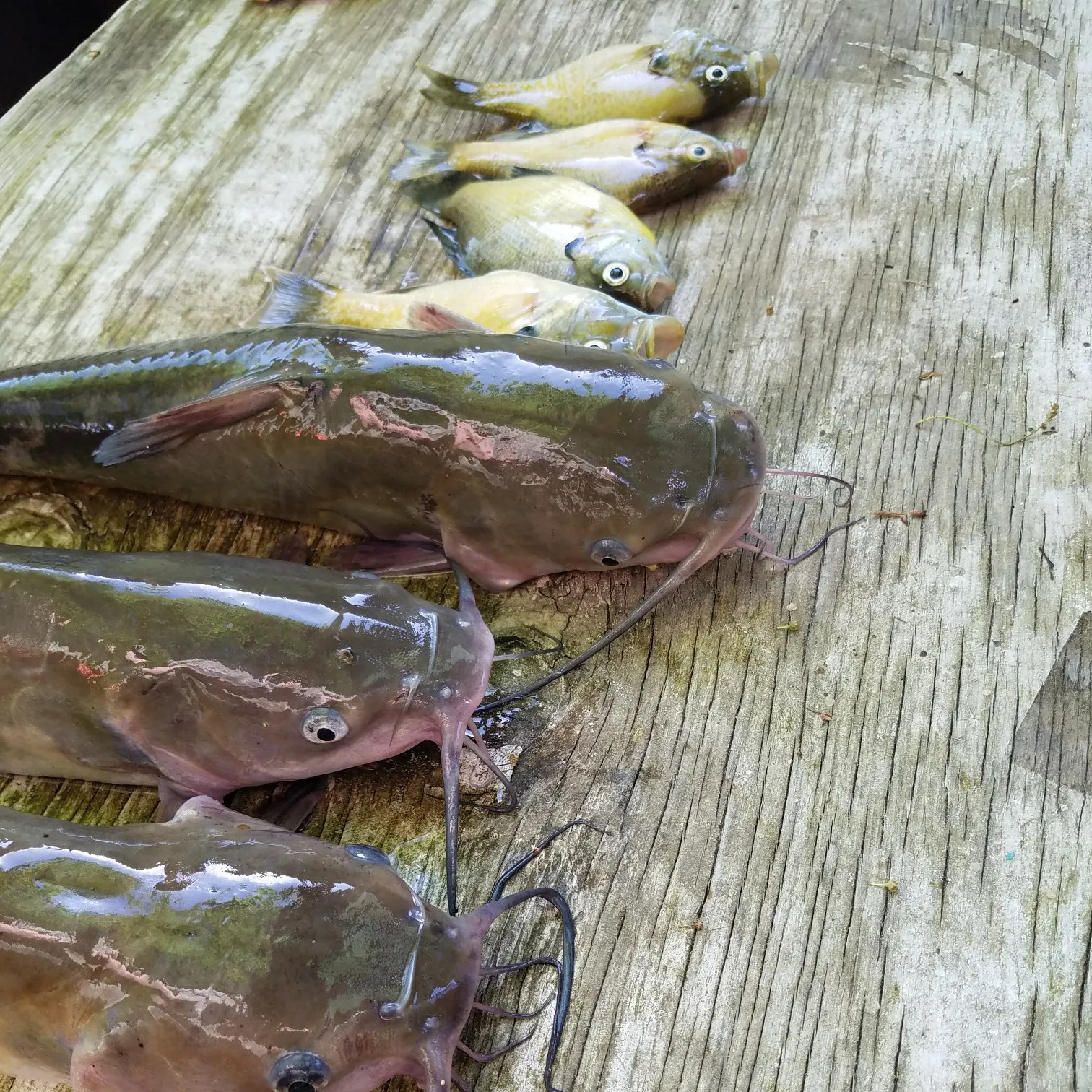 recently logged catches