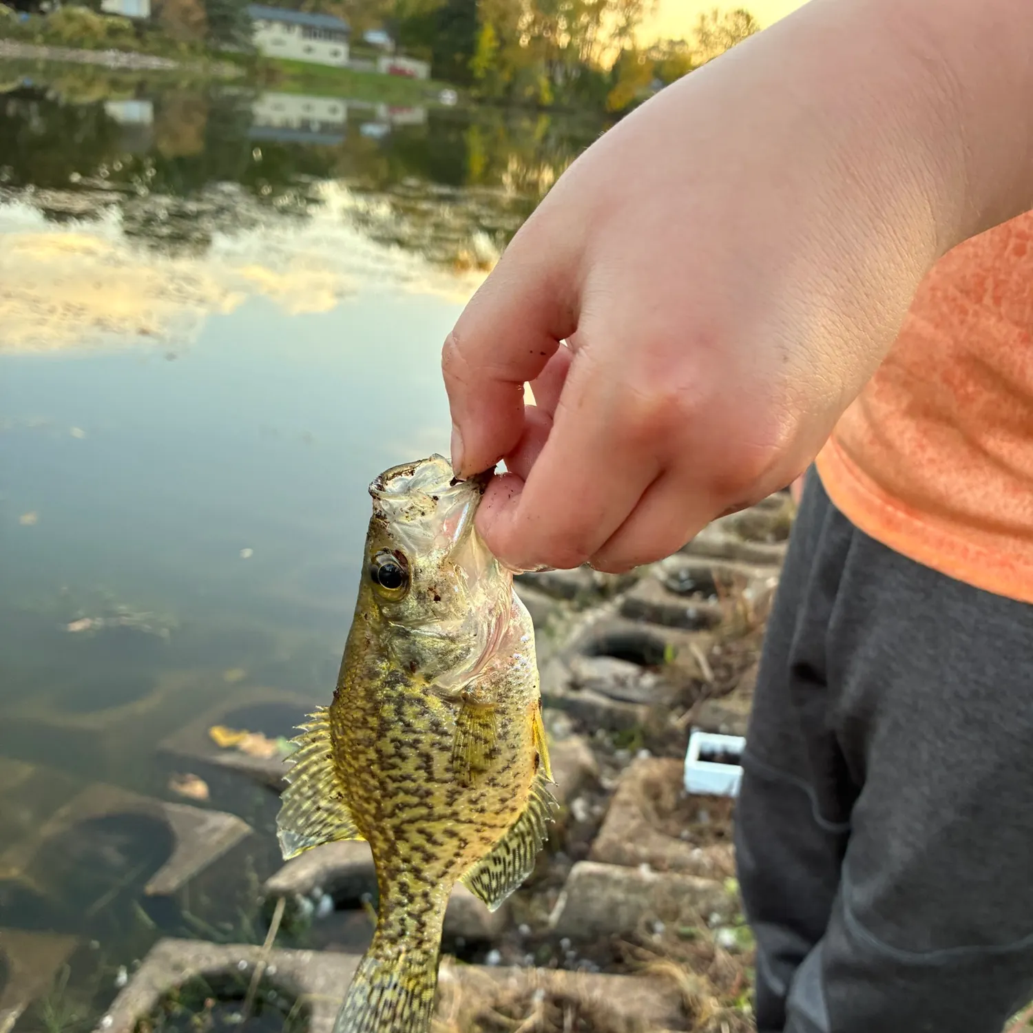 Black crappie caught on Fishbrain