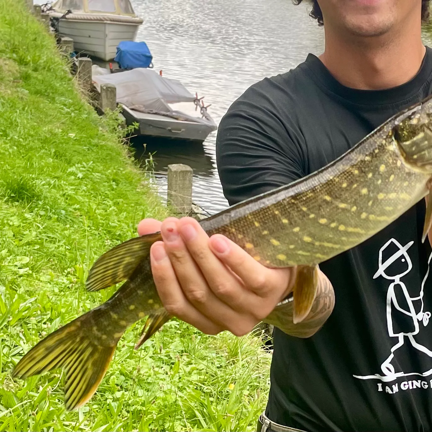 Northern pike caught on Fishbrain