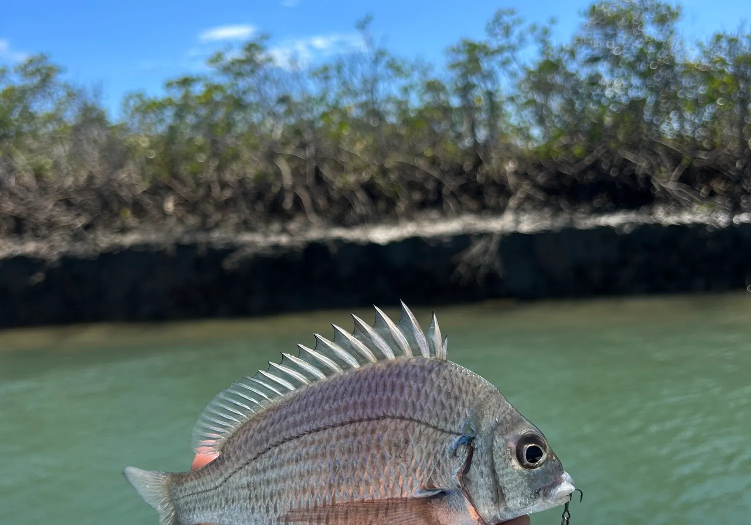 Pacific seabream