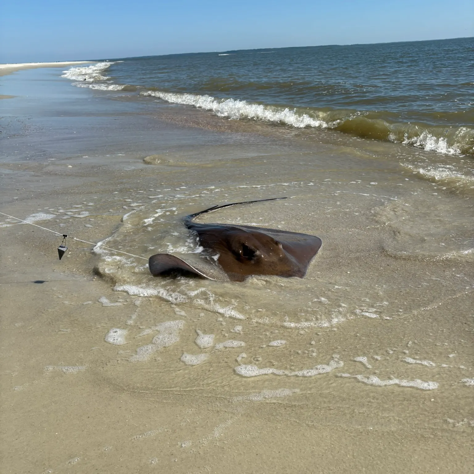 The most recent Southern stingray catches on Fishbrain