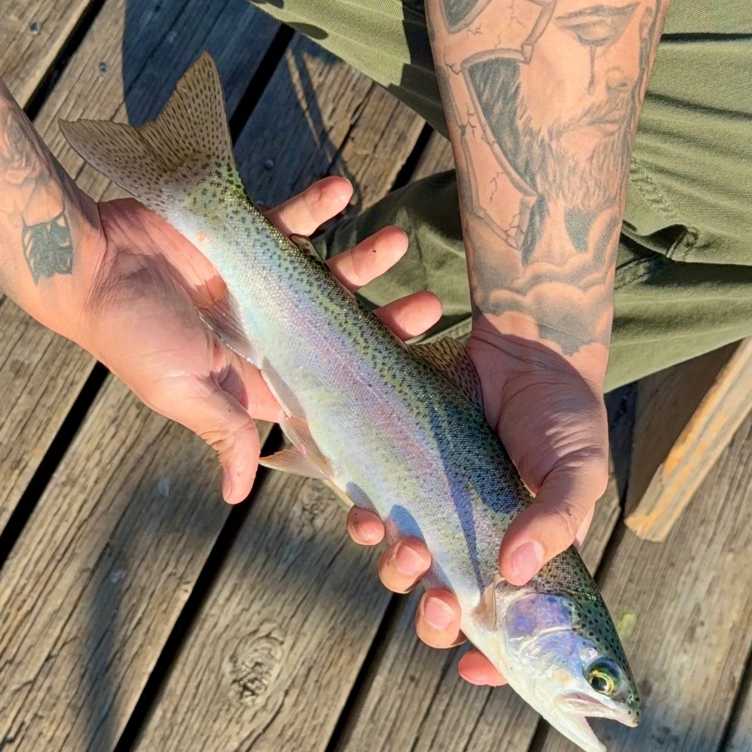 Rainbow trout caught on Fishbrain