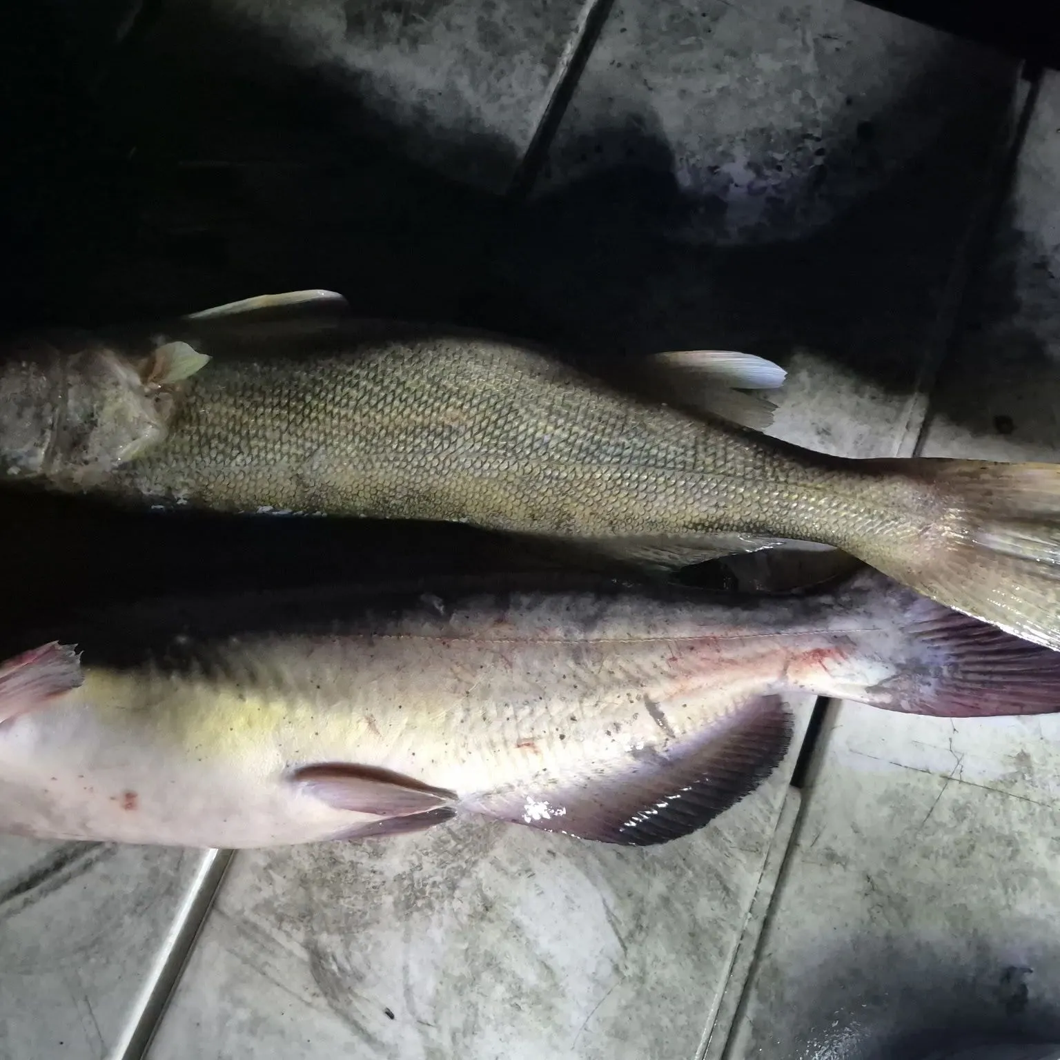 Walleye caught on Fishbrain