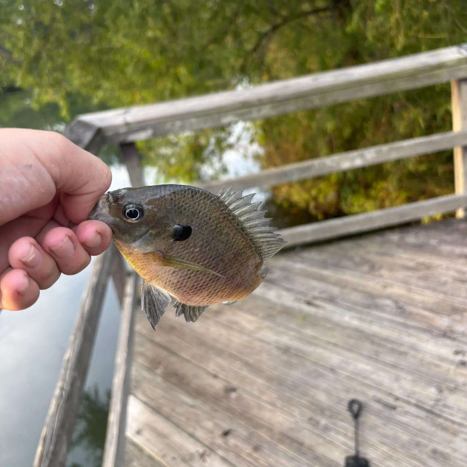 Fish caught on Fishbrain