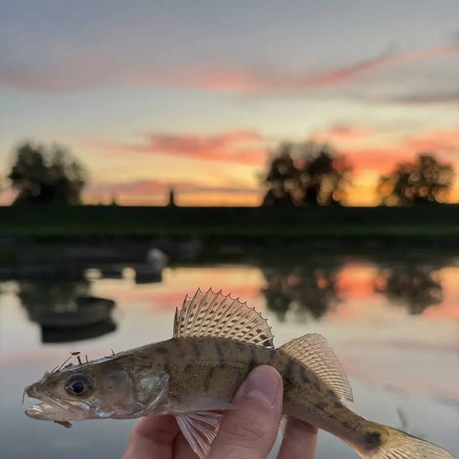Zander caught on Fishbrain