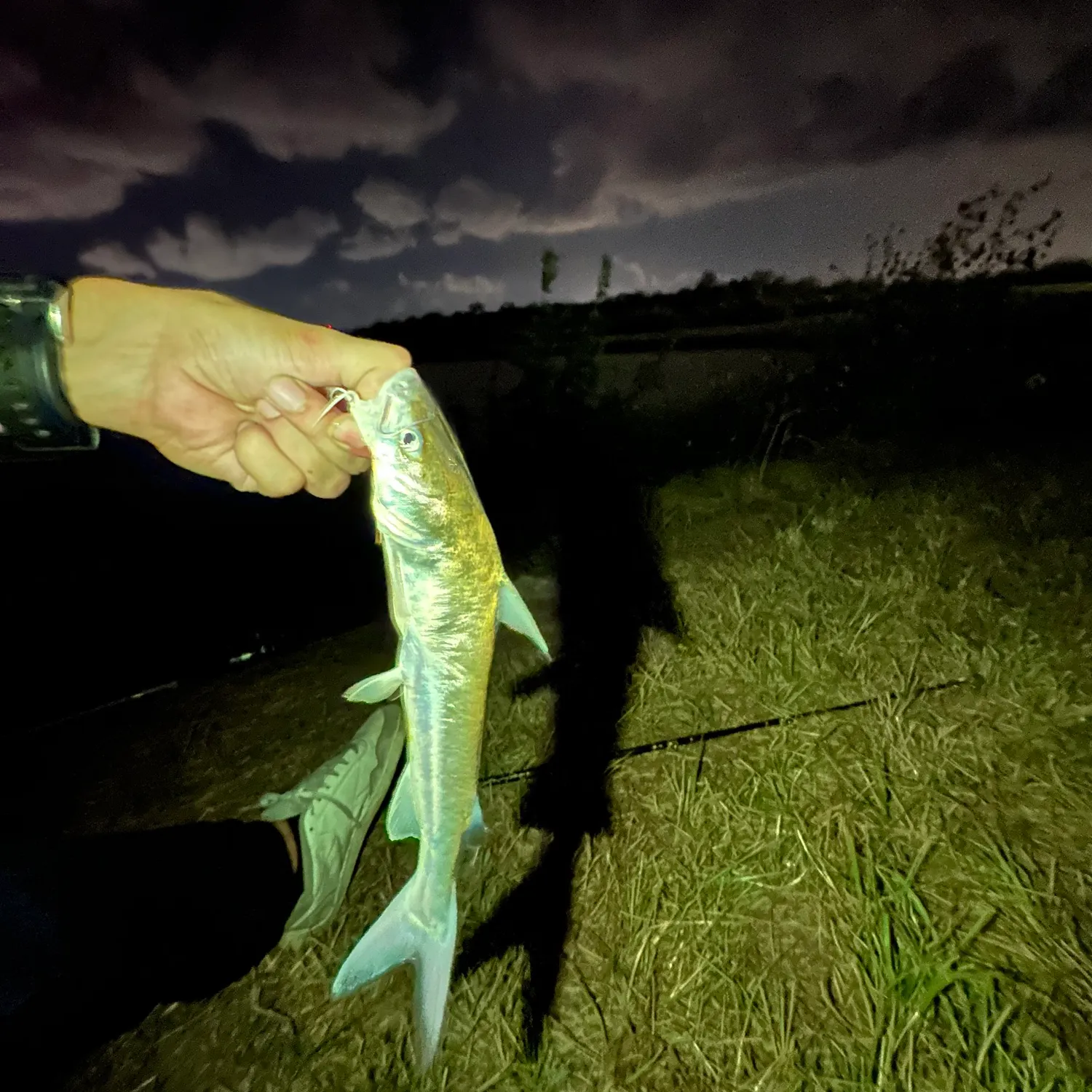 Hardhead sea catfish caught on Fishbrain