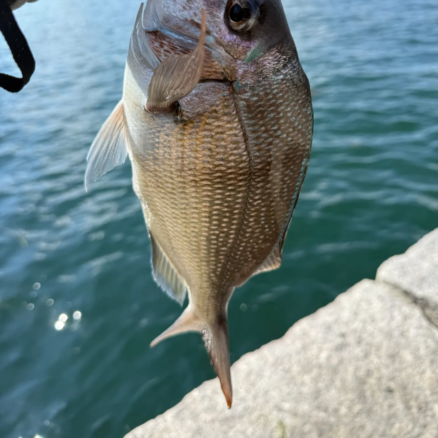 Scup caught on Fishbrain