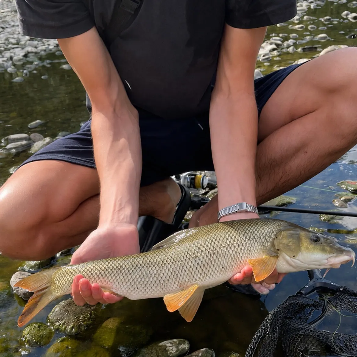 The most recent Common barbel catches on Fishbrain