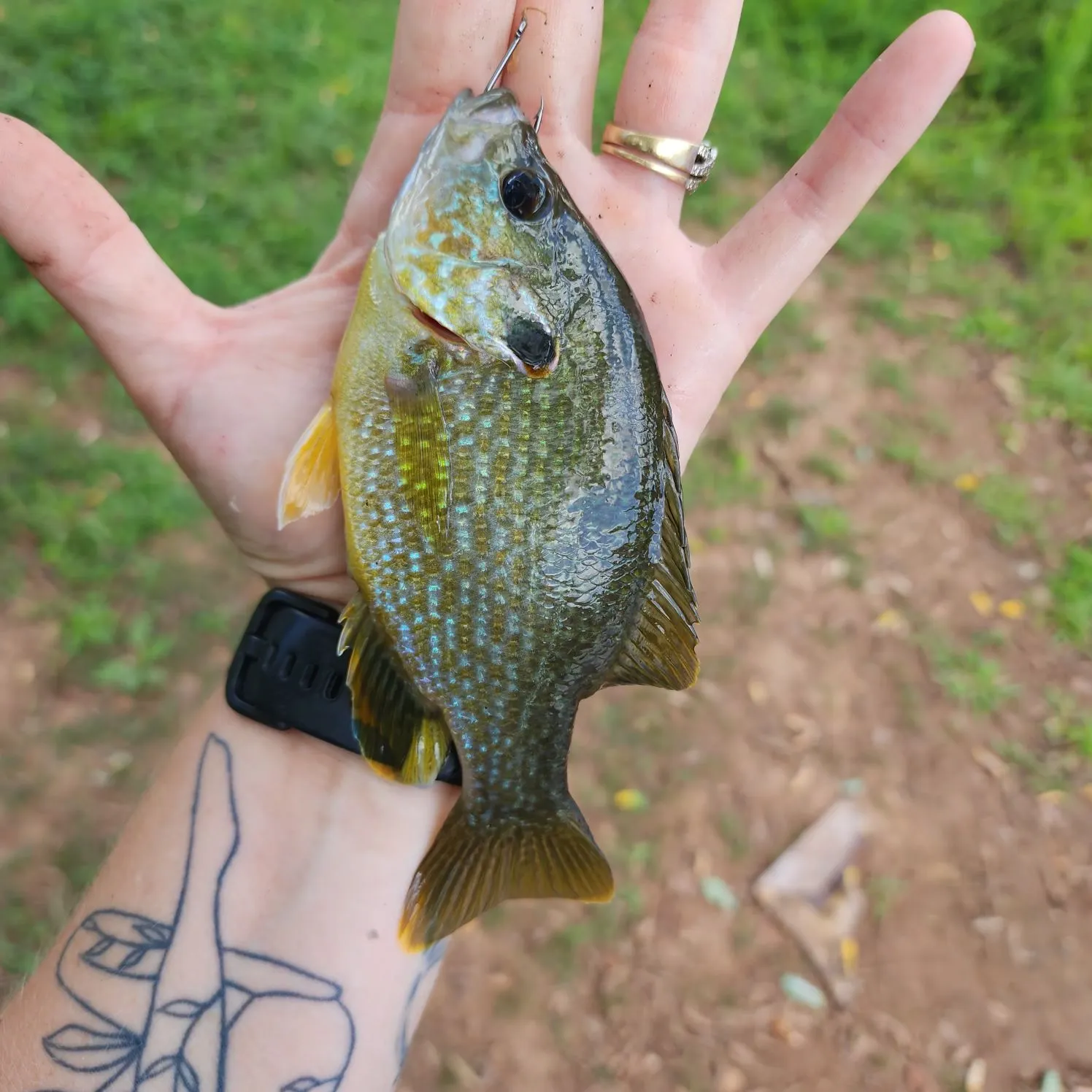 Greengill hybrid caught on Fishbrain