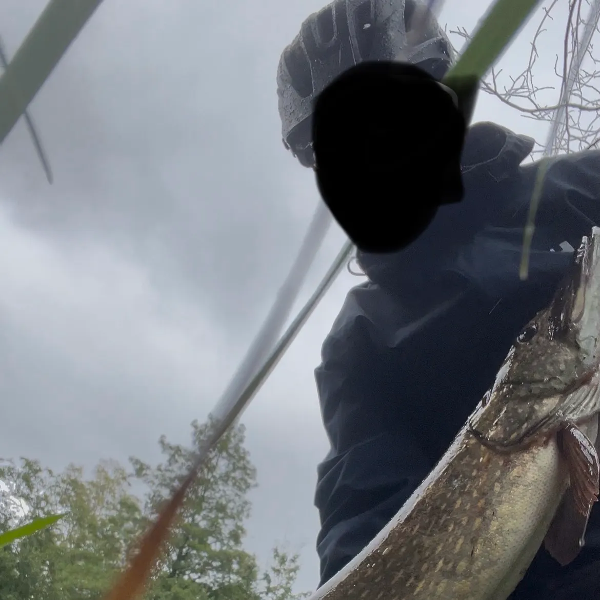 Northern pike caught on Fishbrain