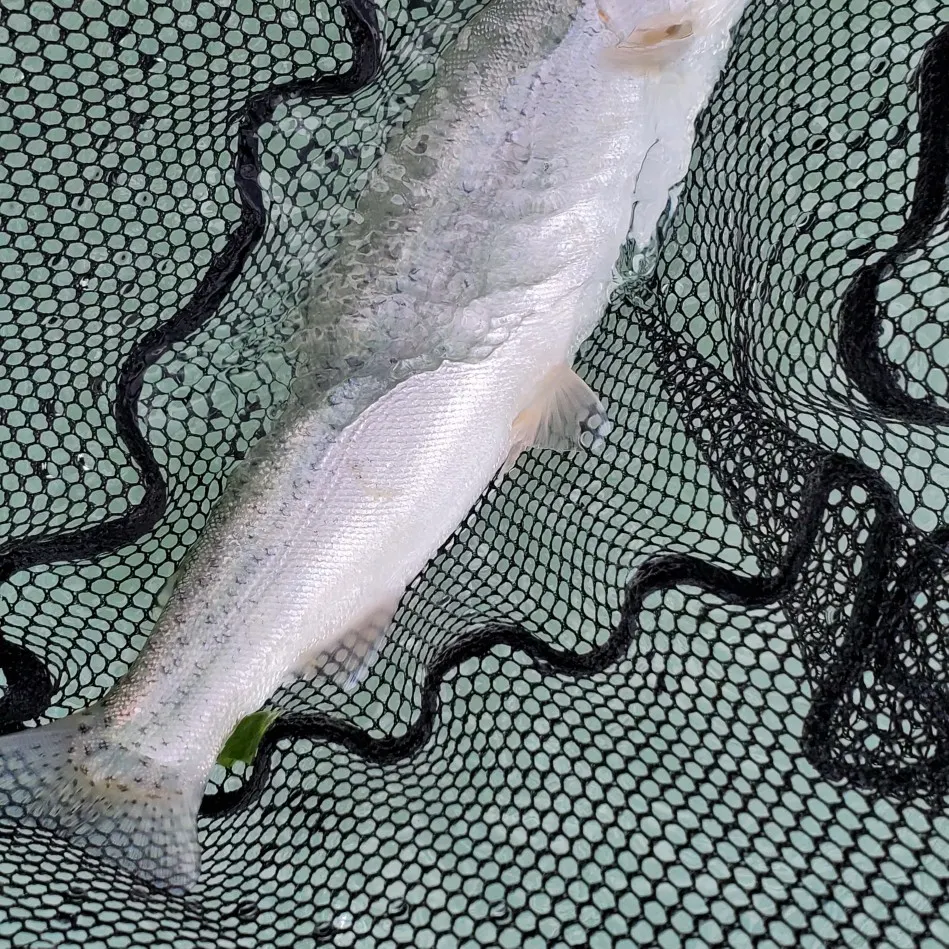 Rainbow trout caught on Fishbrain