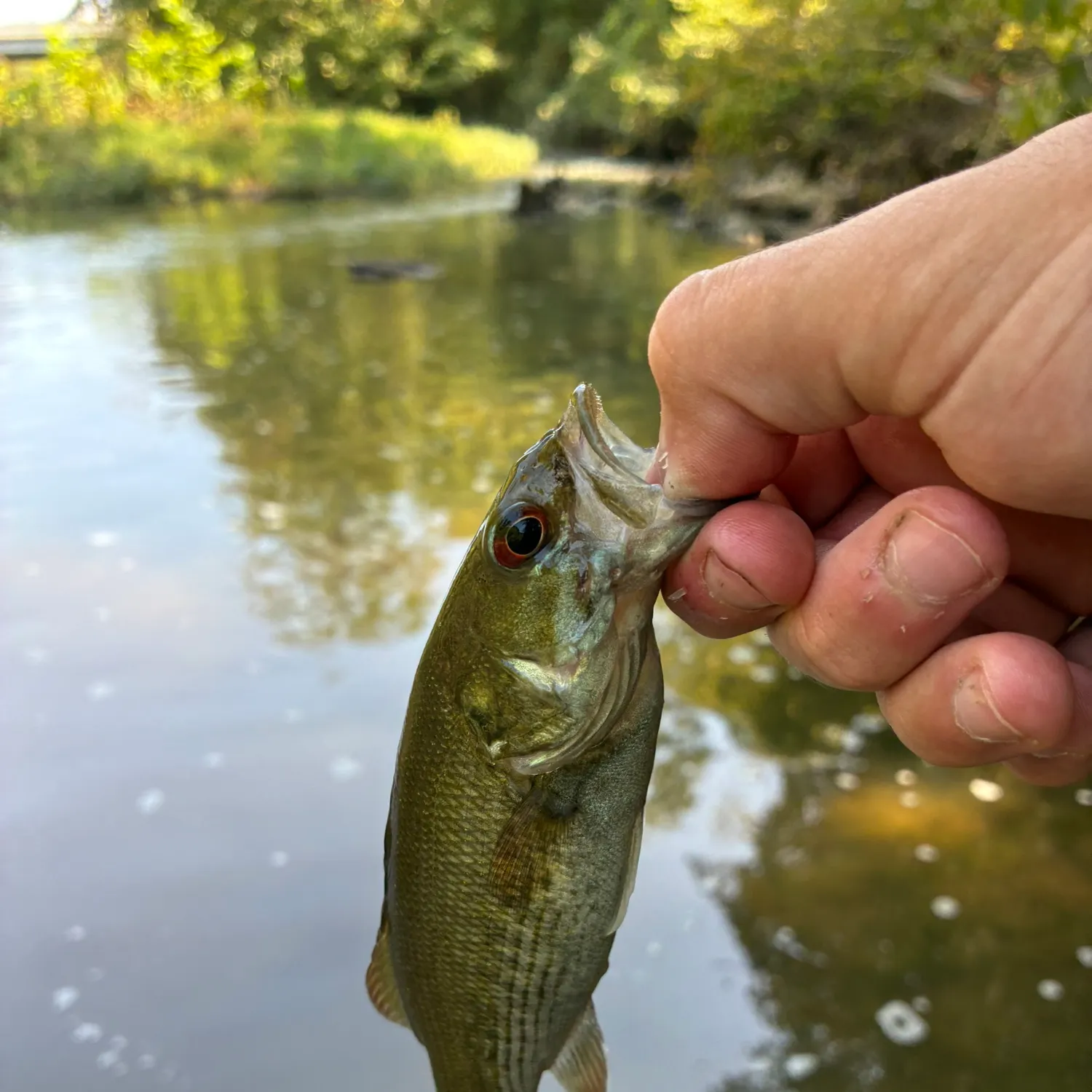 Smallmouth bass caught on Fishbrain