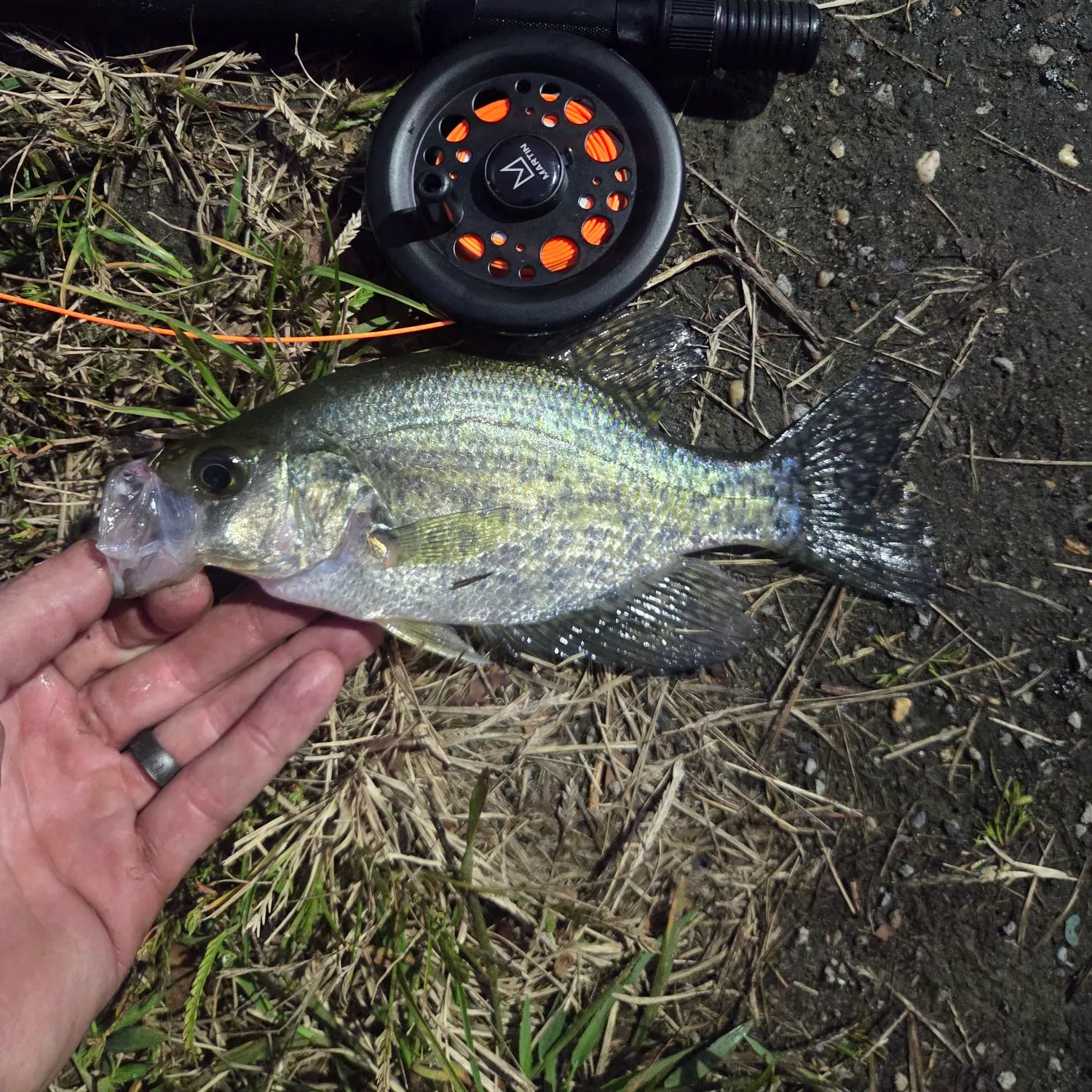 Black crappie caught on Fishbrain