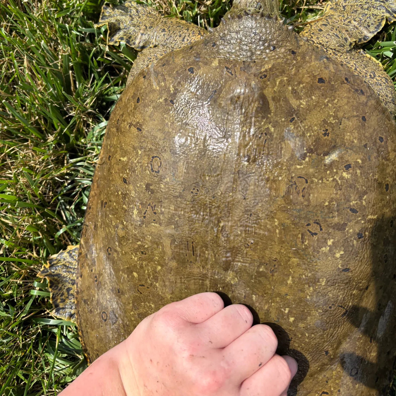 The most recent Spiny softshell turtle catches on Fishbrain