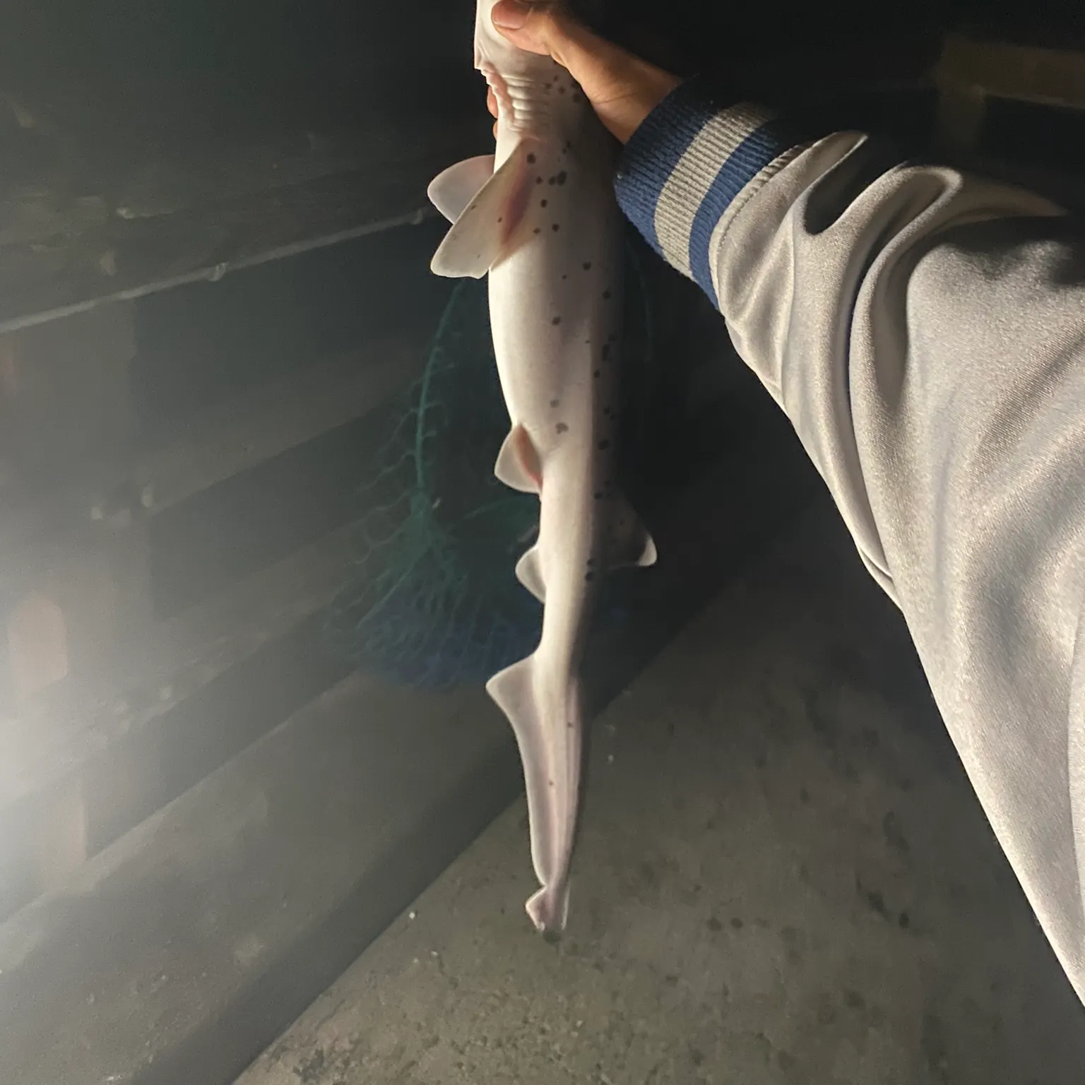 The most recent Bluntnose sixgill shark catches on Fishbrain