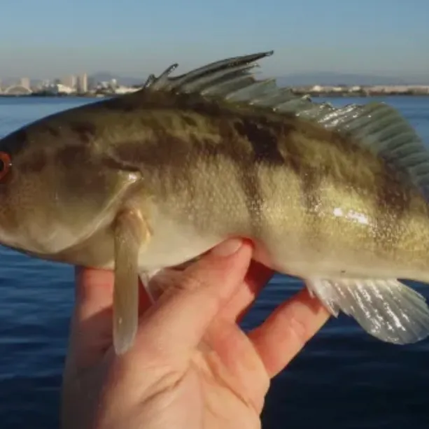 Barred sand bass caught on Fishbrain