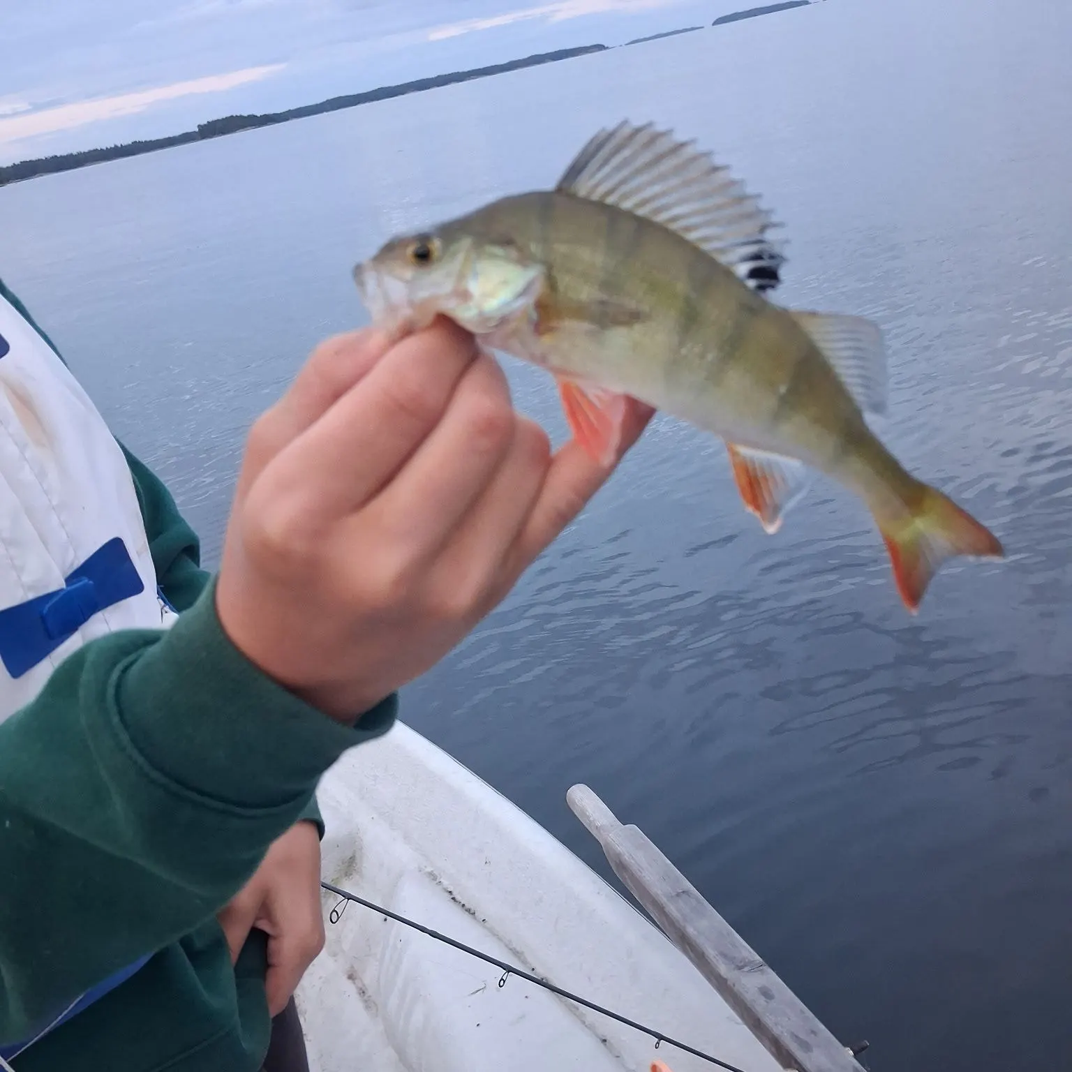 European perch caught on Fishbrain
