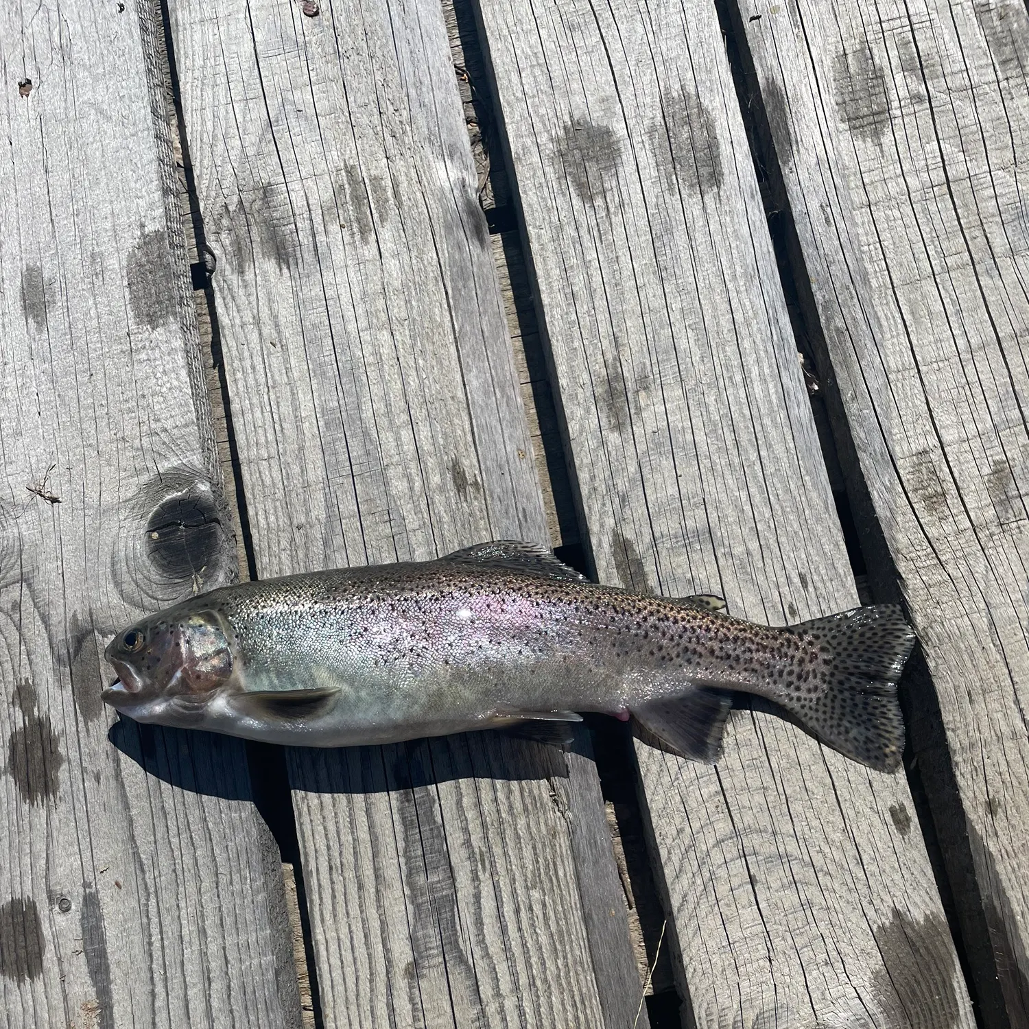 Rainbow trout caught on Fishbrain