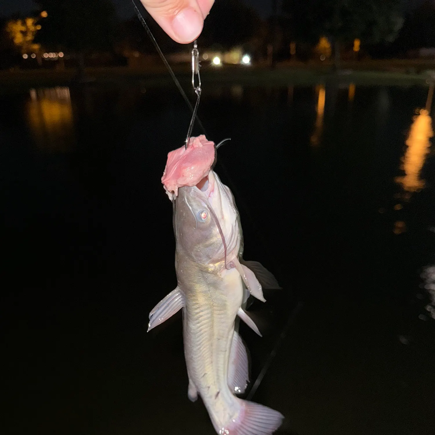 Channel catfish caught on Fishbrain