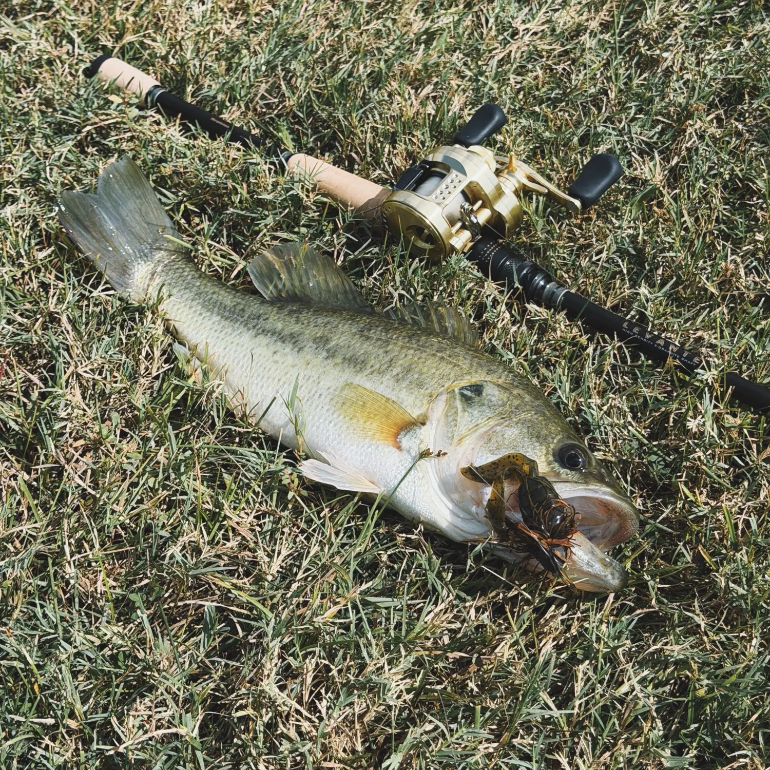 Largemouth bass caught on Fishbrain