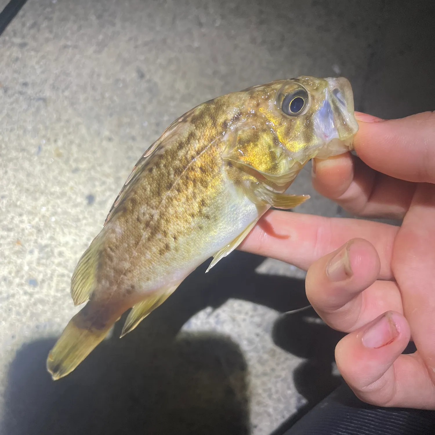 The most recent Japanese white seaperch catches on Fishbrain