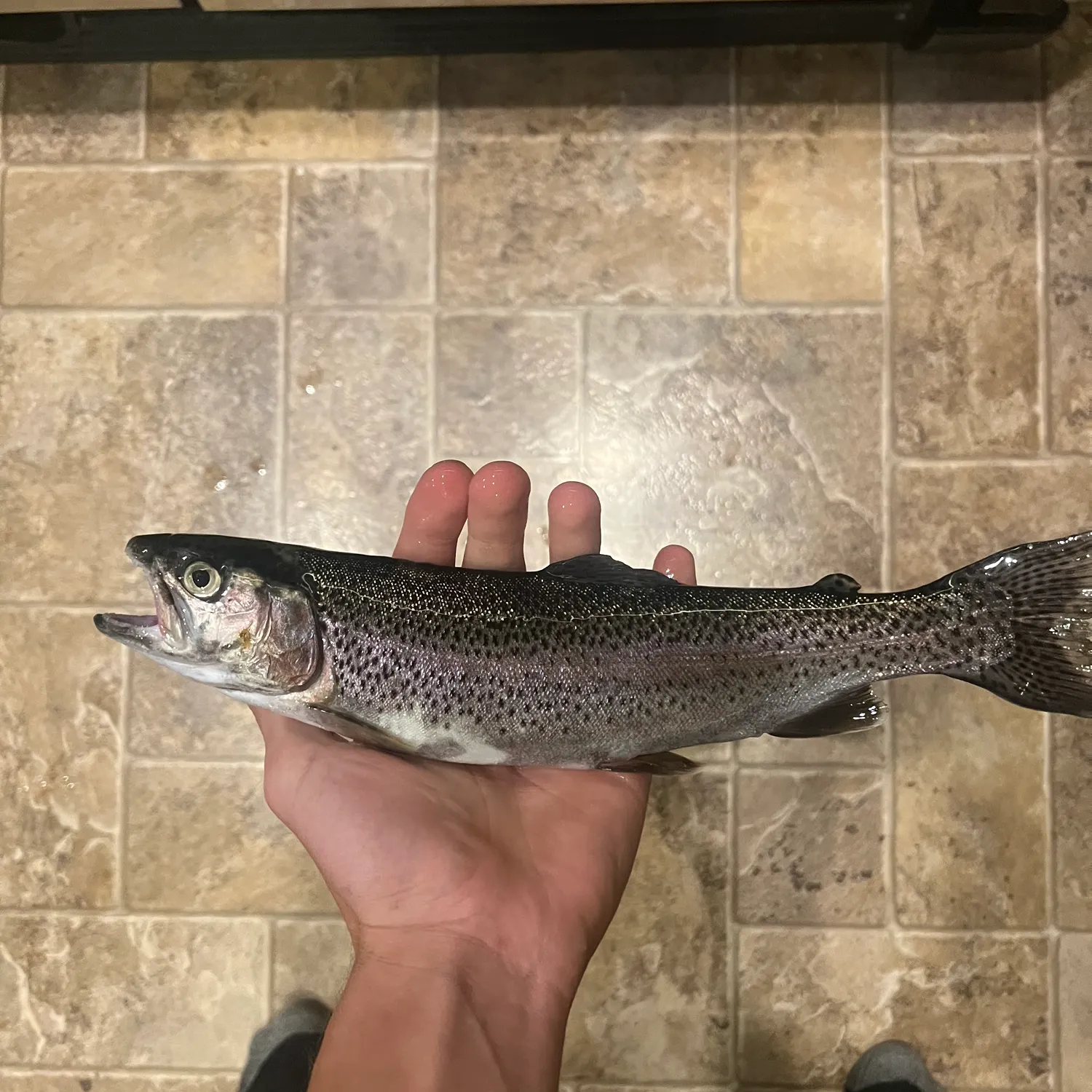 Rainbow trout caught on Fishbrain