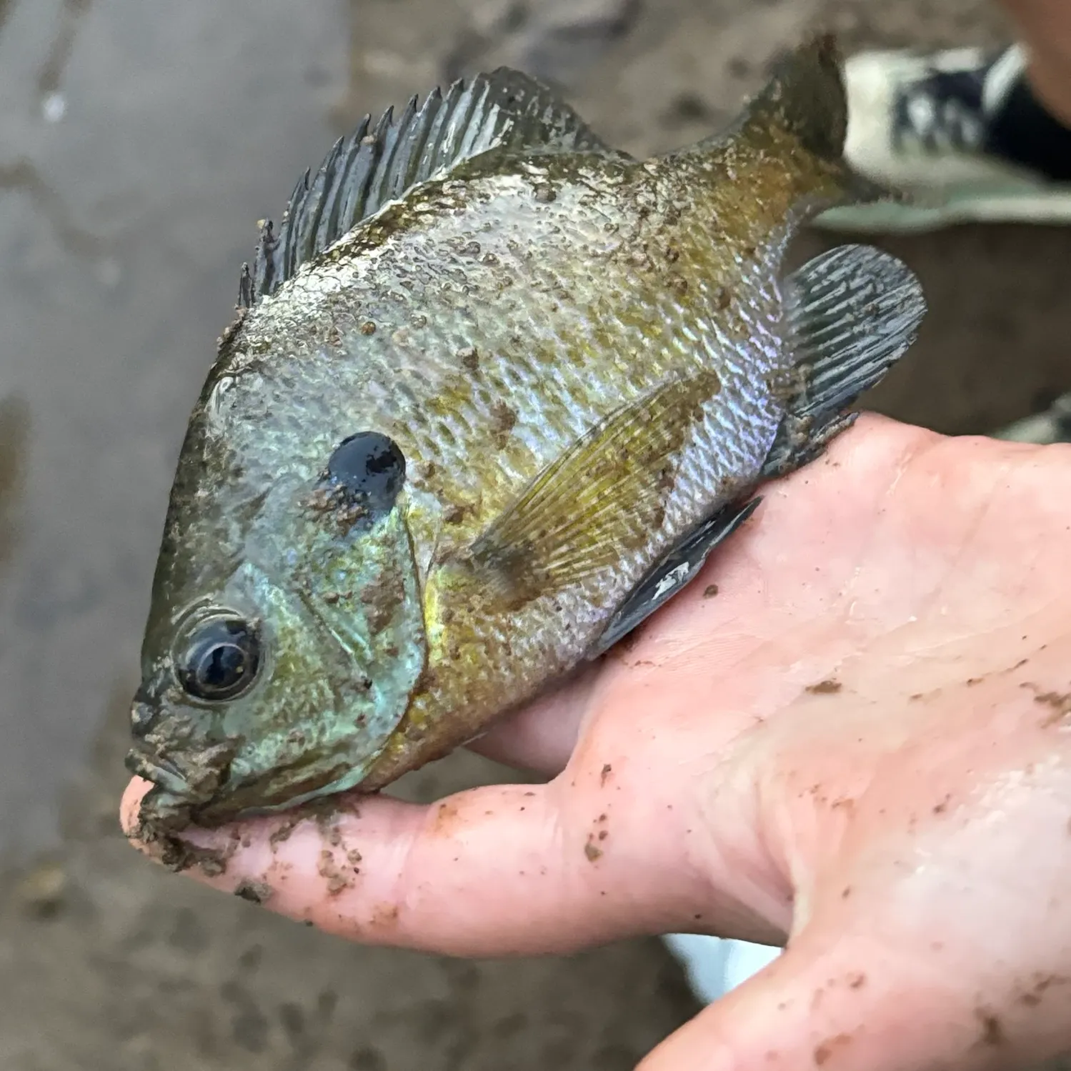 Bluegill caught on Fishbrain