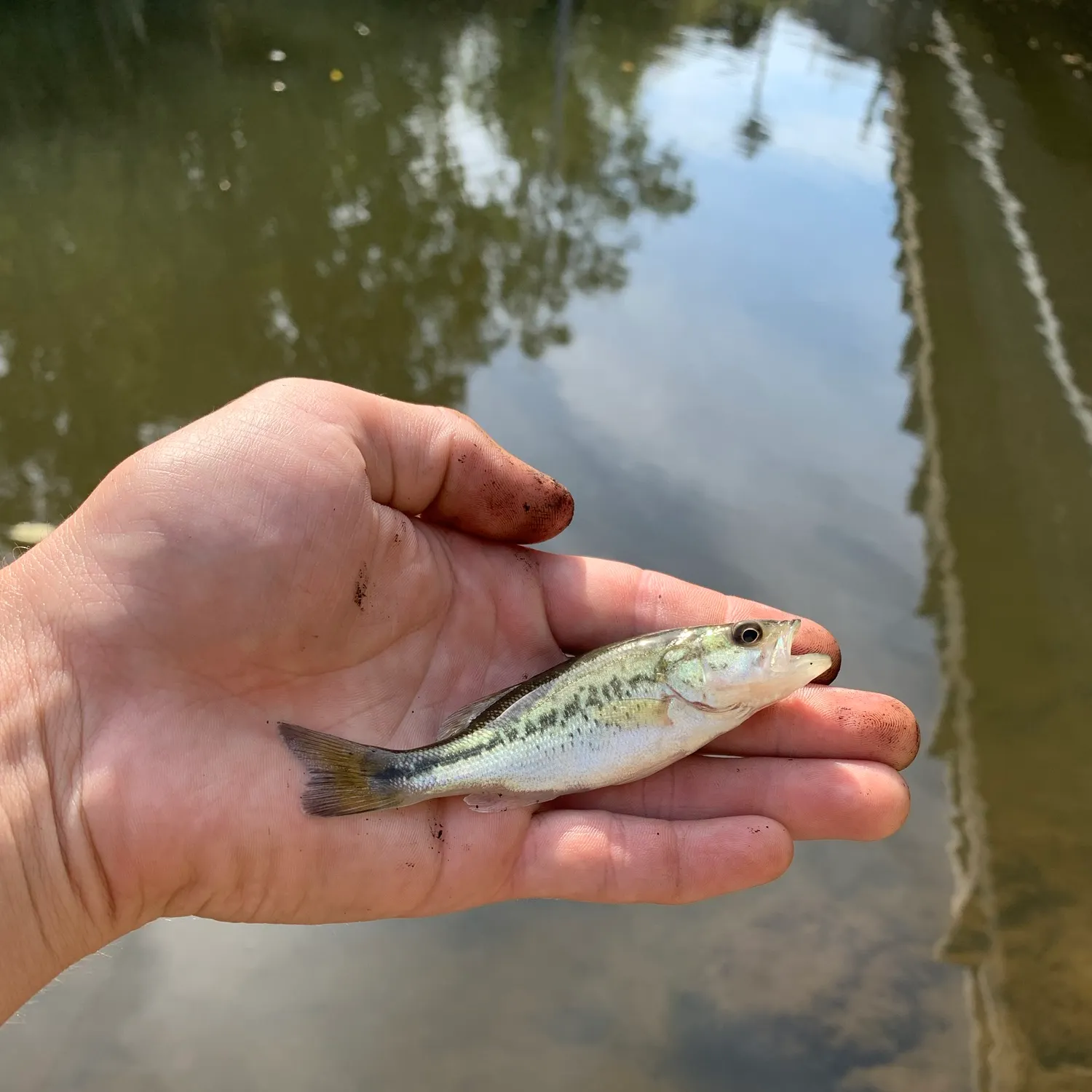 Spotted bass caught on Fishbrain
