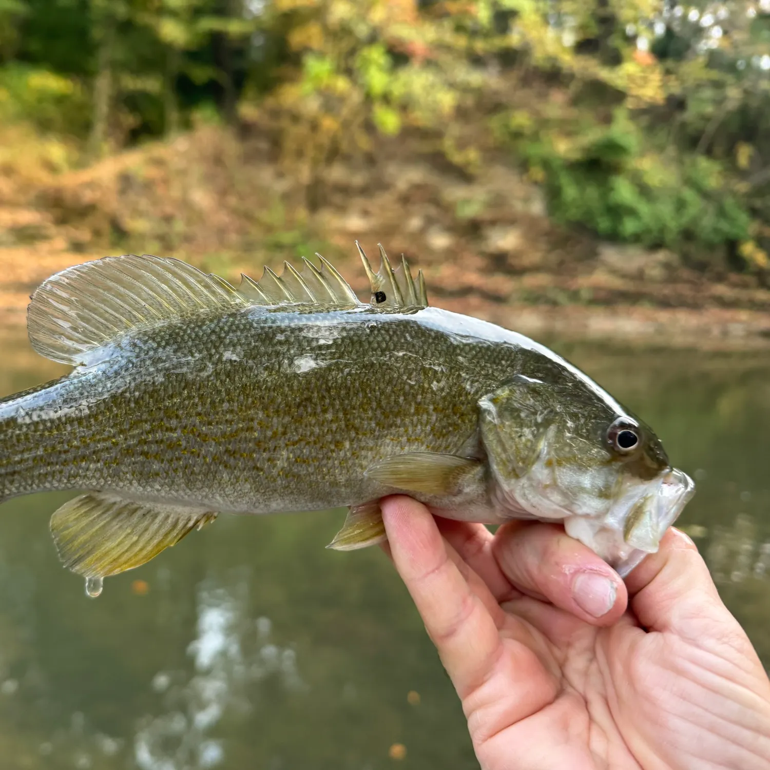 Smallmouth bass caught on Fishbrain