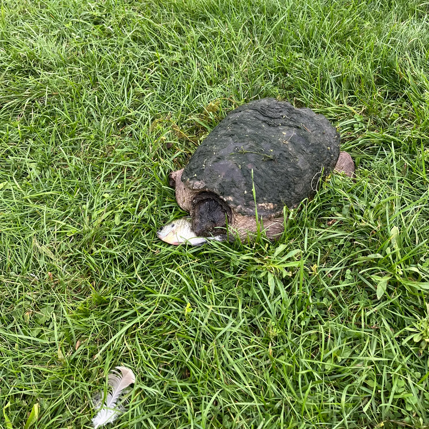 The most recent Alligator snapping turtle catches on Fishbrain