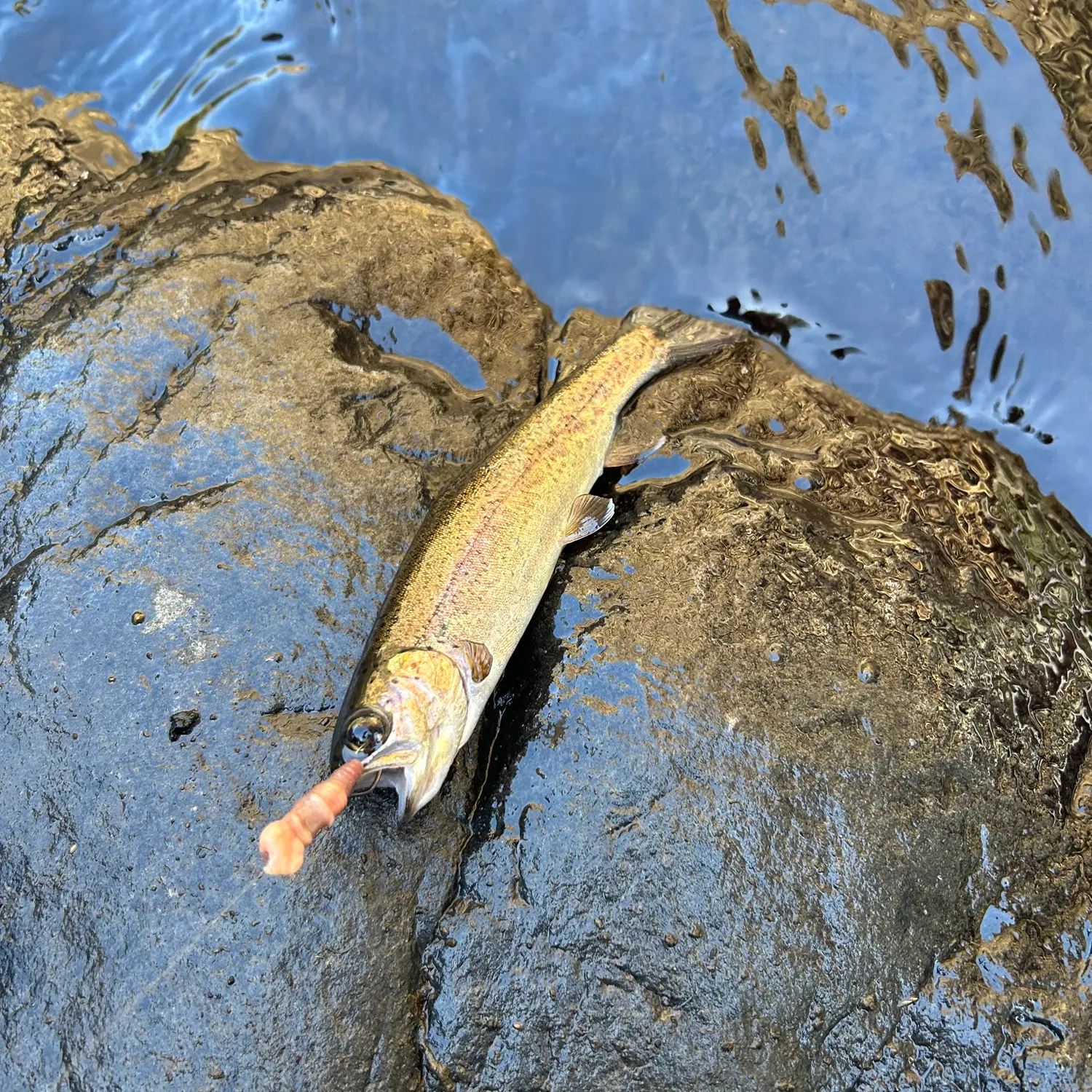 Rainbow trout caught on Fishbrain