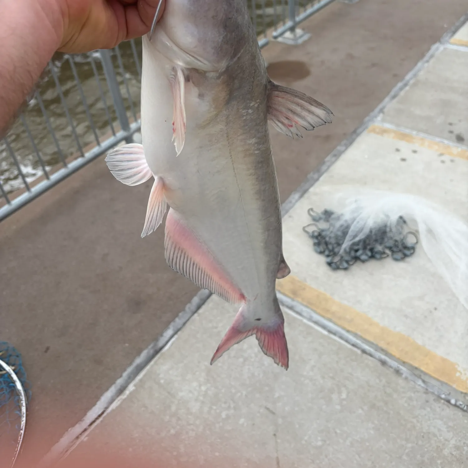 Blue catfish caught on Fishbrain