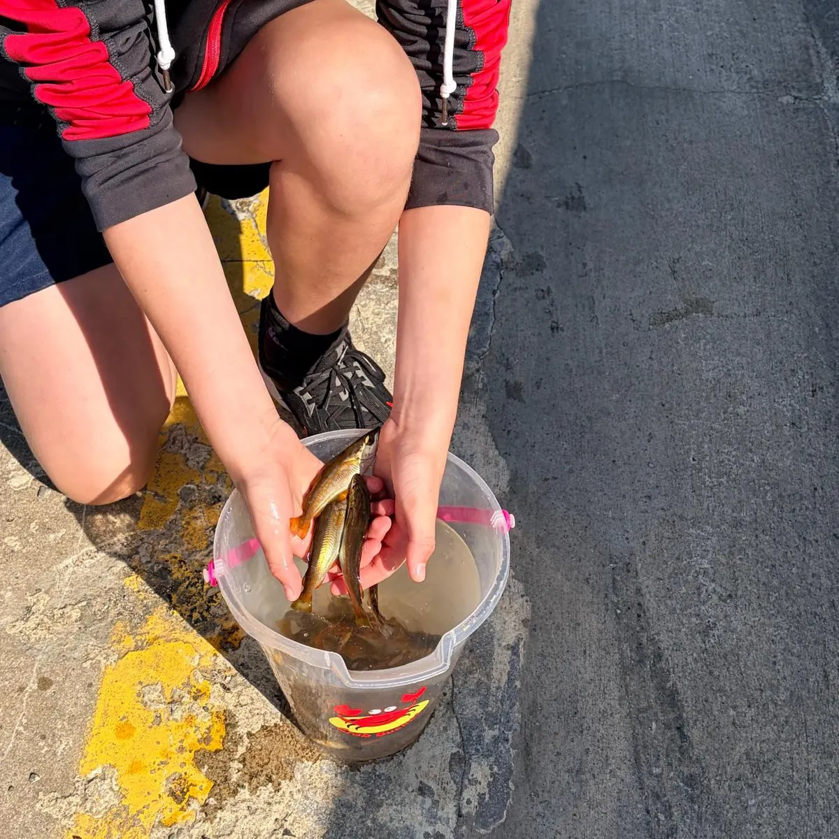 The most recent Alaska pollock catches on Fishbrain