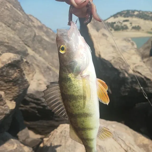 Yellow perch caught on Fishbrain