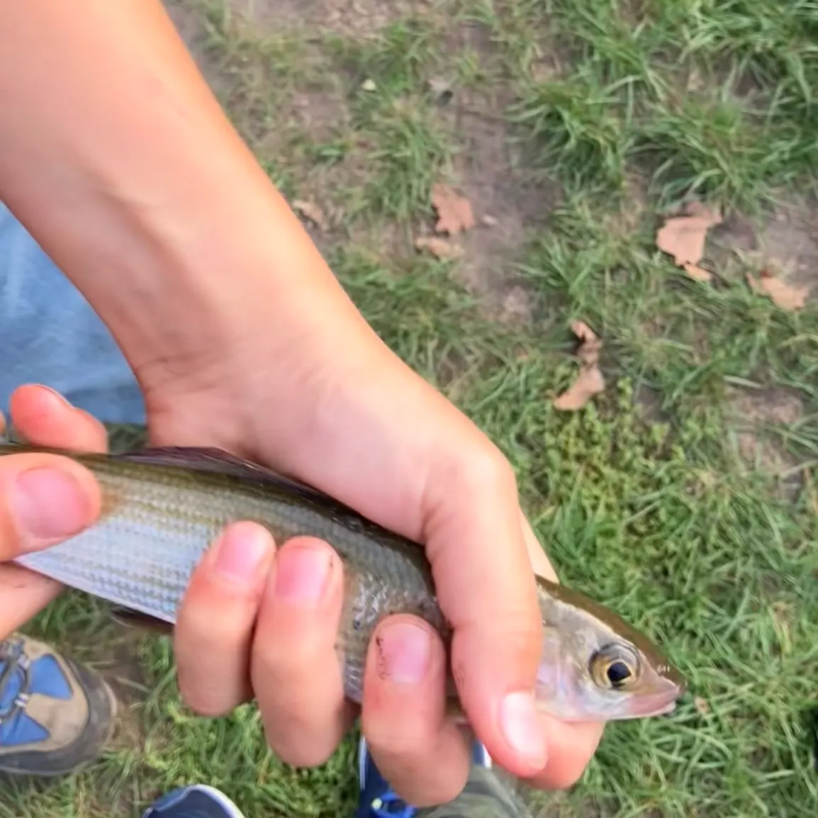 European grayling caught on Fishbrain