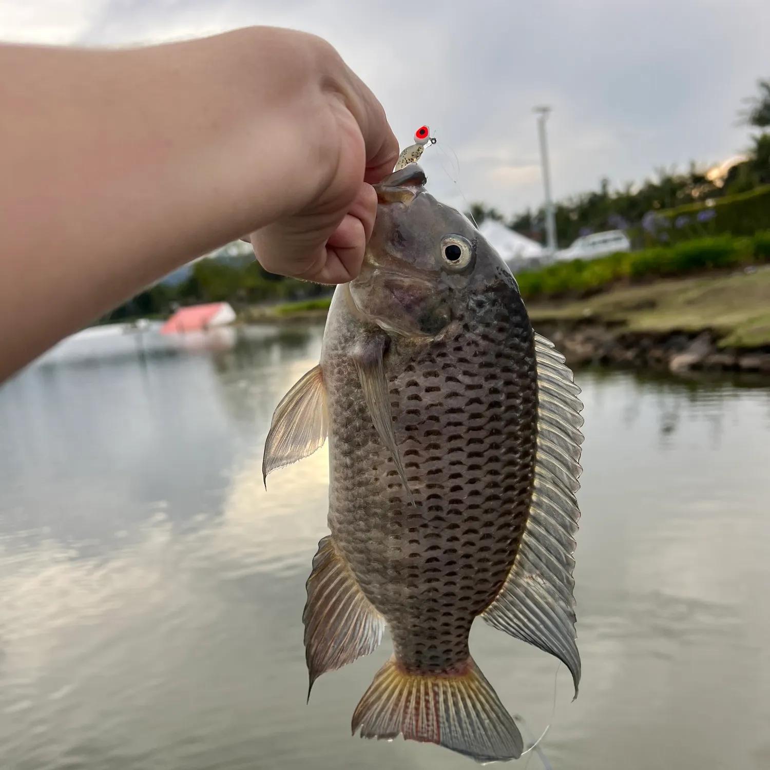 The most recent Redbreast tilapia catches on Fishbrain