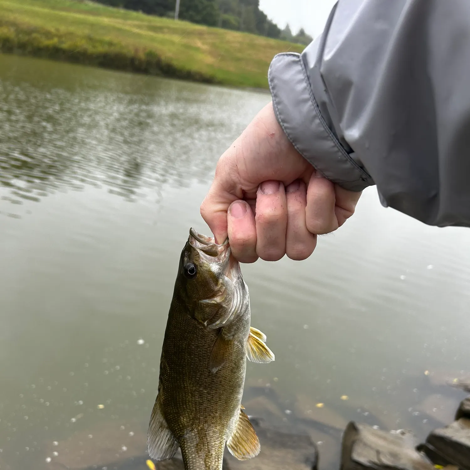 Smallmouth bass caught on Fishbrain